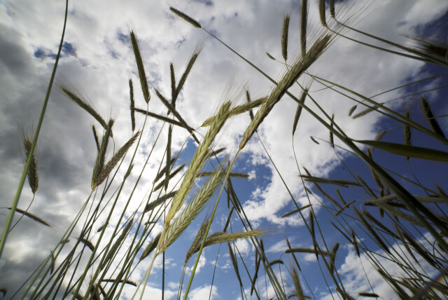 URKORN: Gammel svedjerug er blant kornsortene som går under betegnelsen urkorn. I disse skal du finne mindre gluten, mer næring og kanskje til og med bedre smak. Foto: Scanpix URKORN: Gammel svedjerug er blant kornsortene som går under betegnelsen urkorn. I disse skal du finne mindre gluten, mer næring og kanskje til og med bedre smak. Foto: Scanpix
